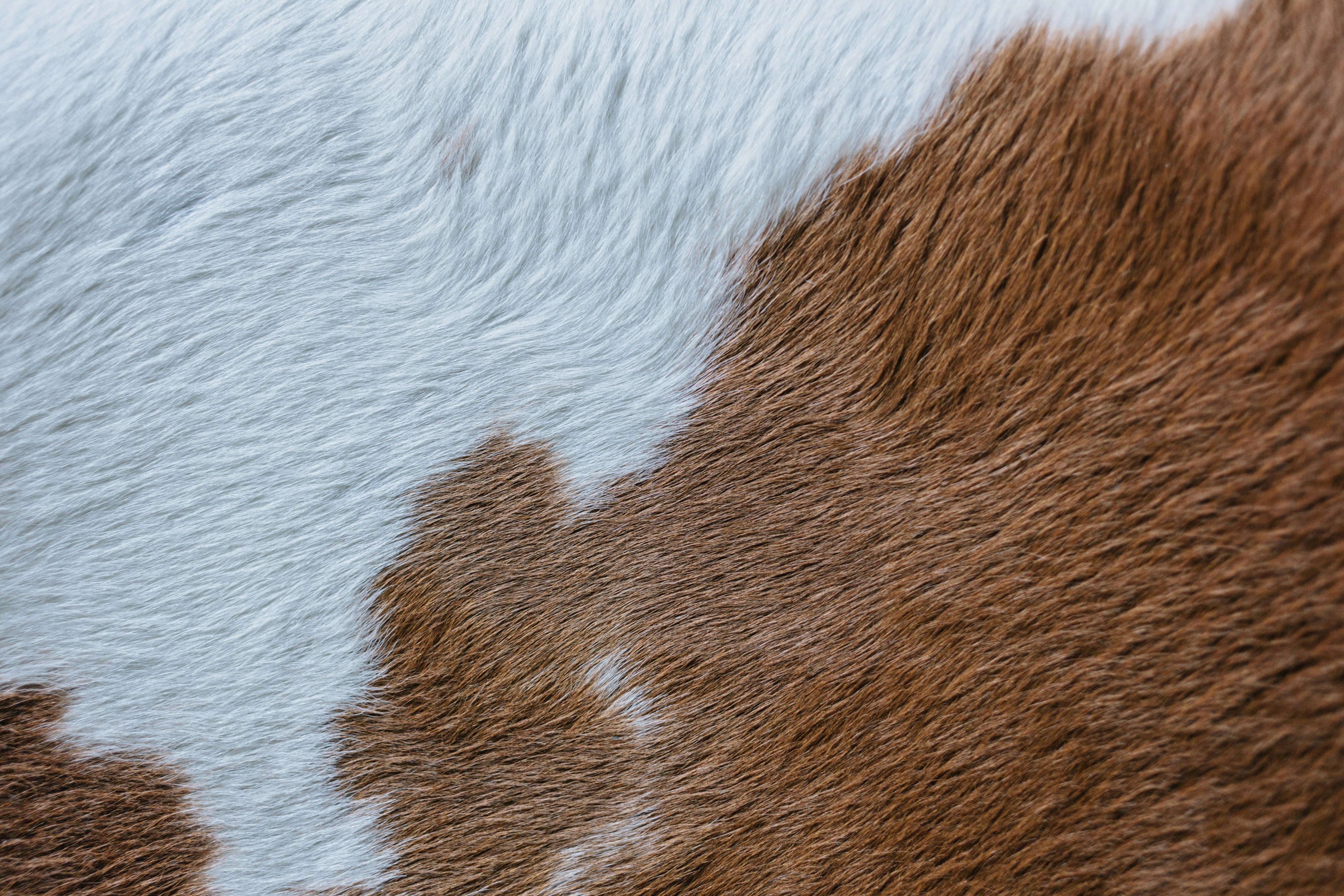 brown and white cow fur texture