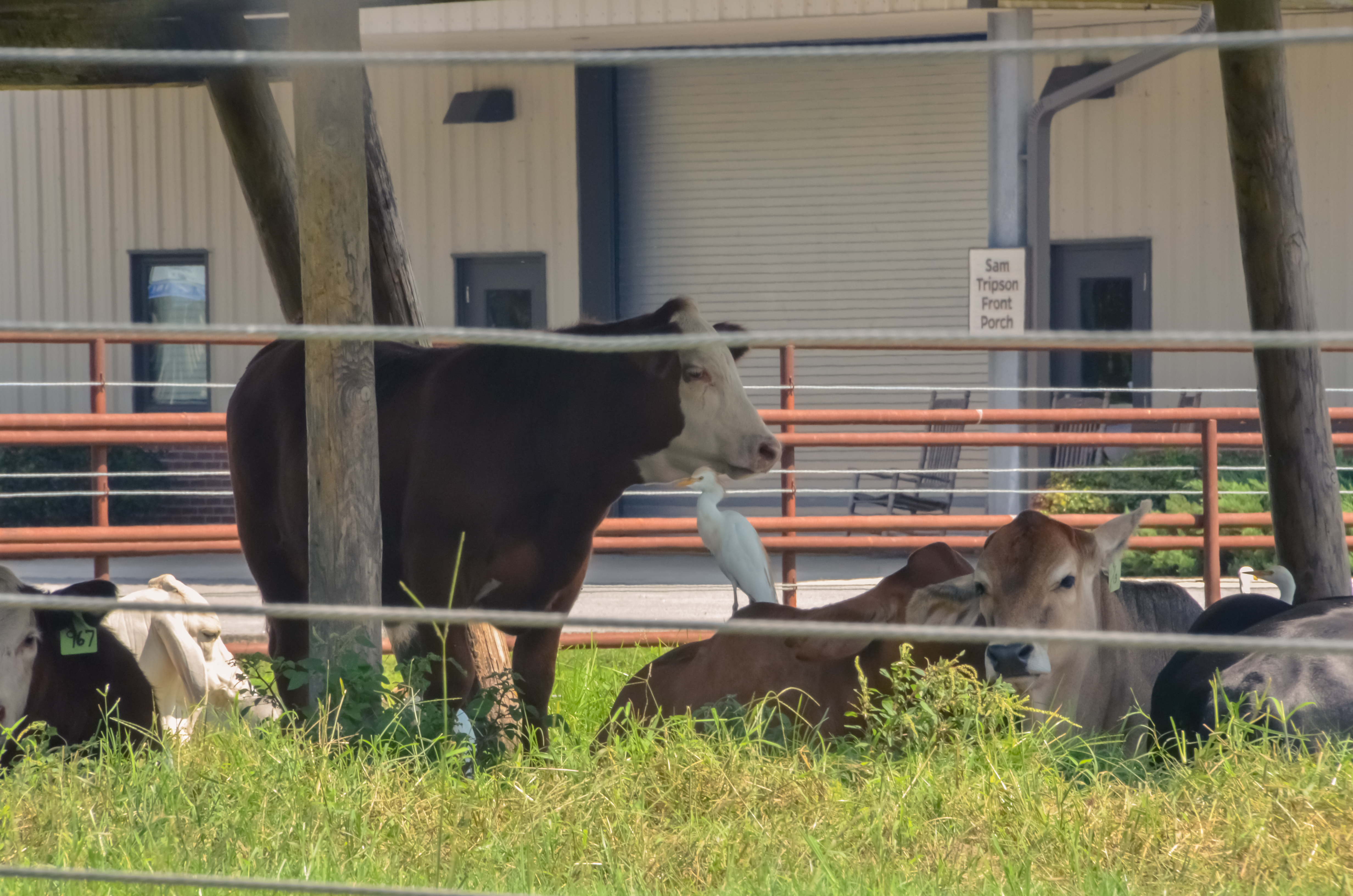 group of cows