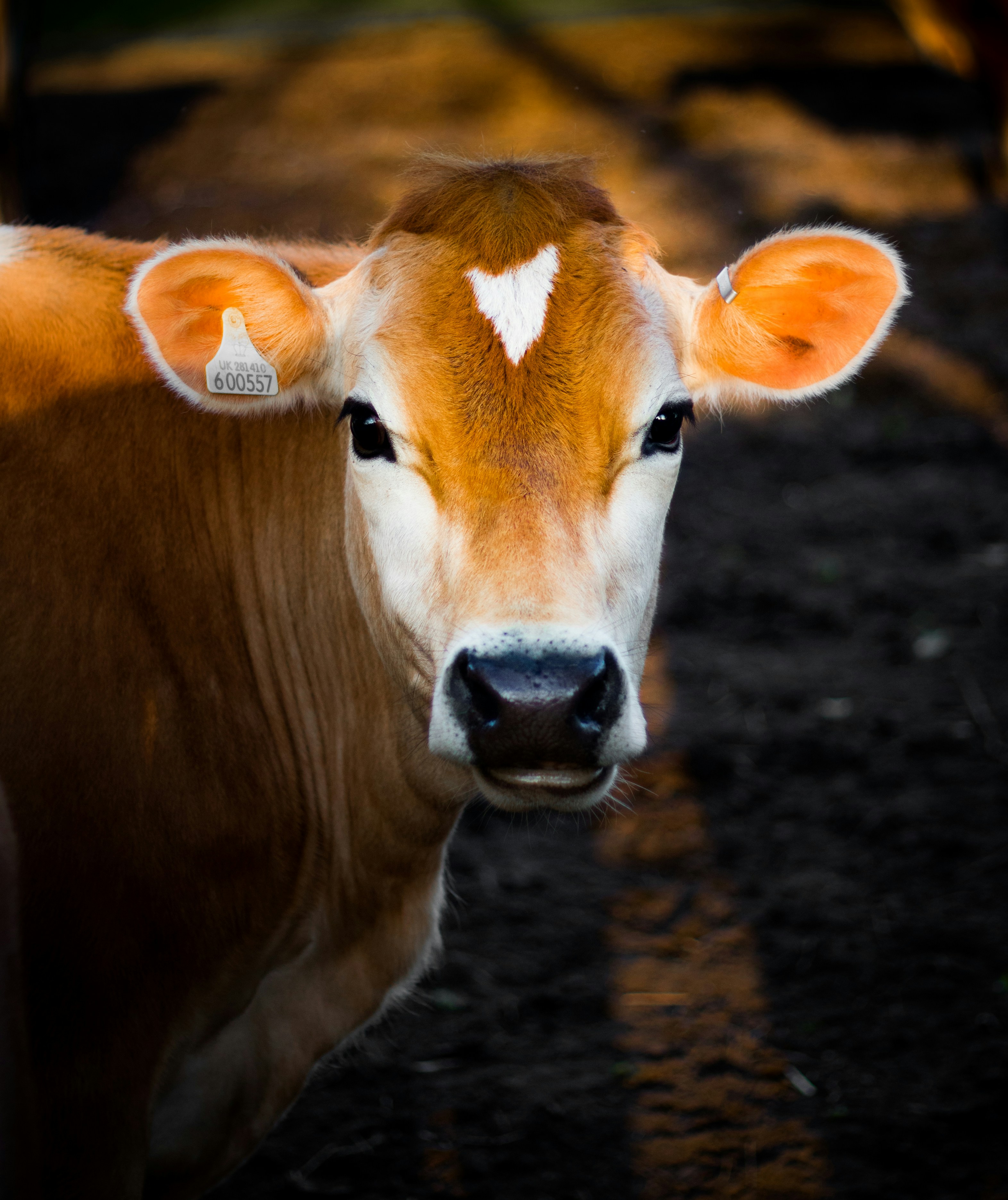 Brown and white cow