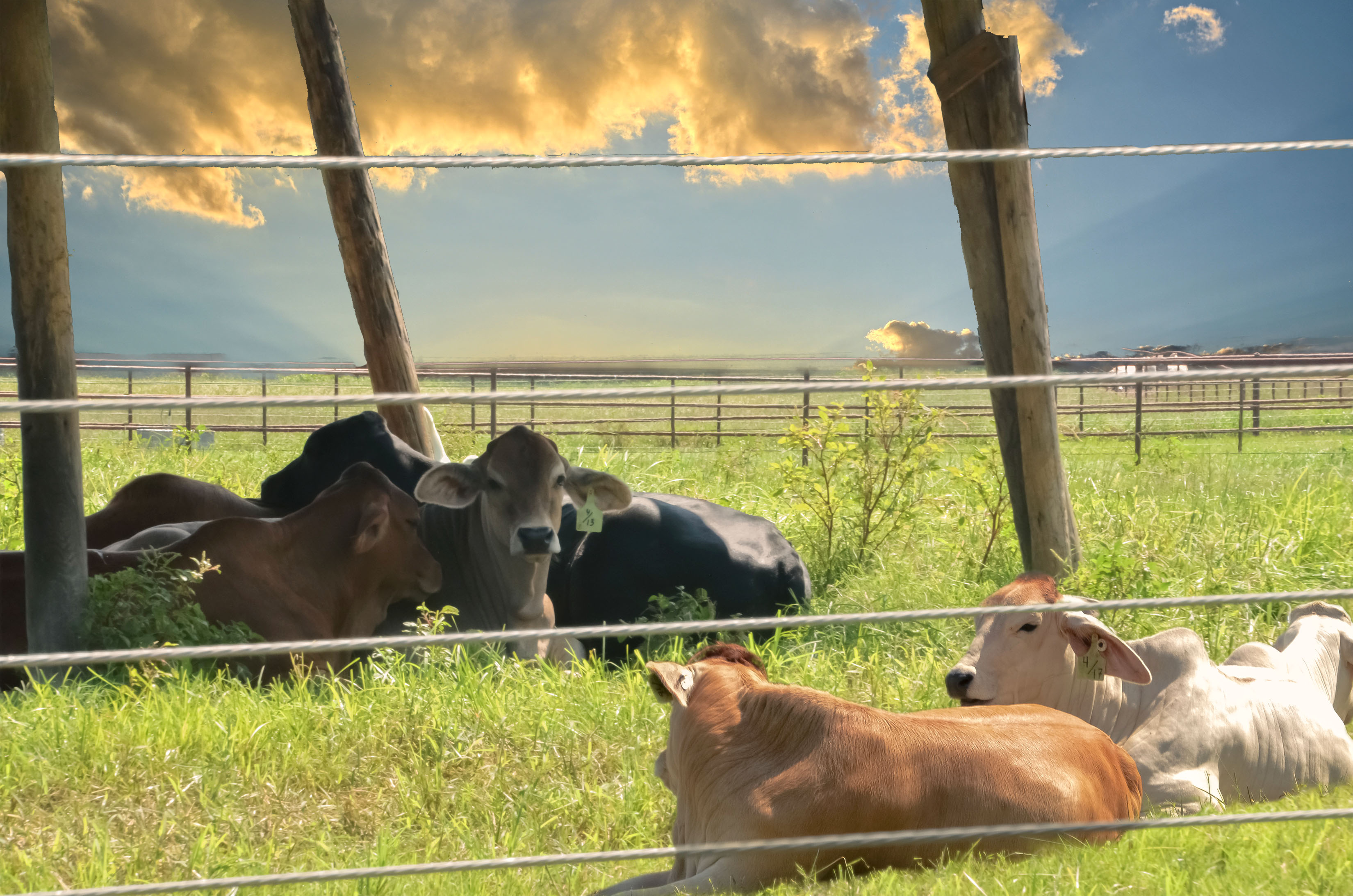 Composite image of cows in a field