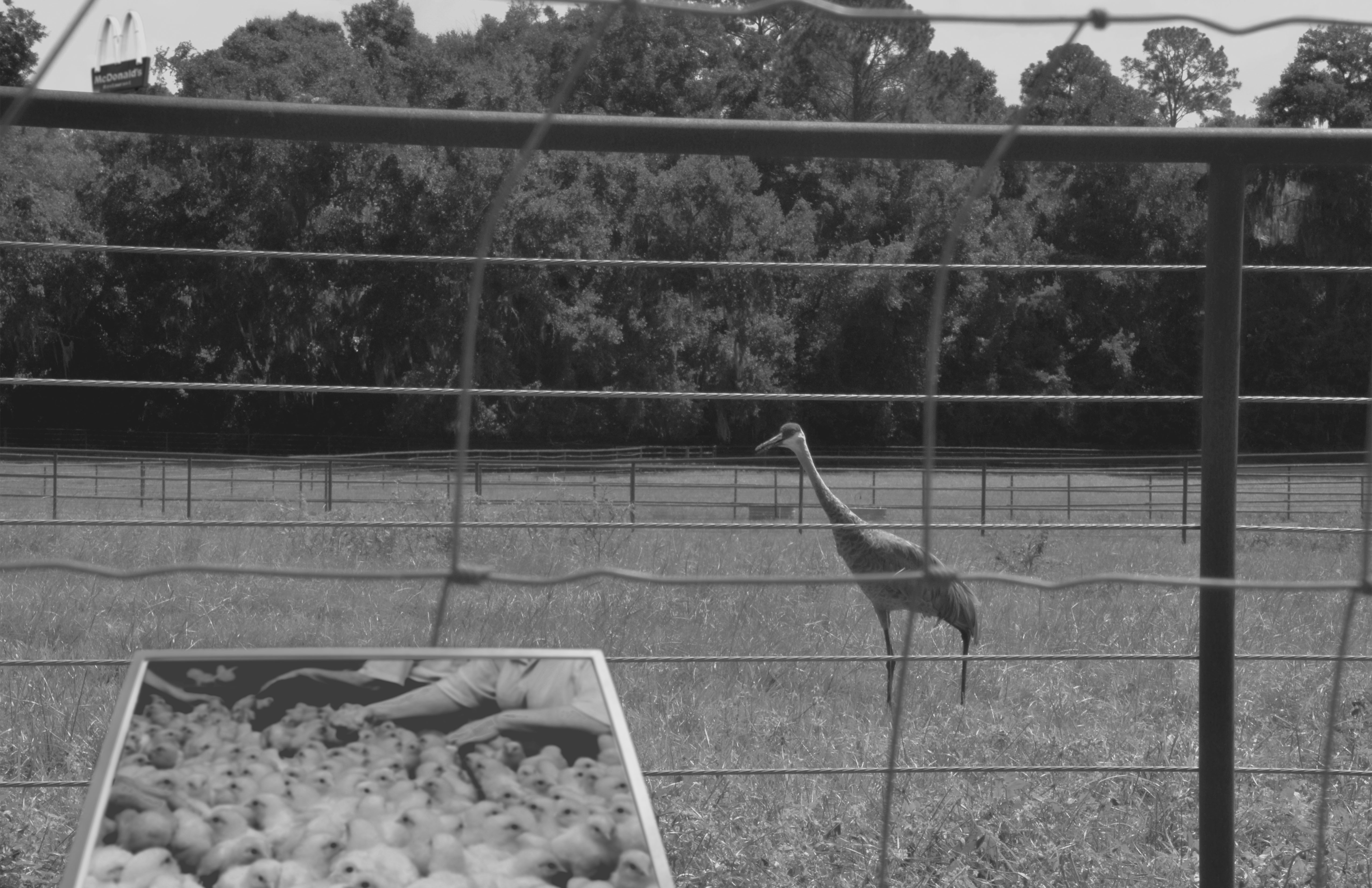 Black and white composite of a sandhill crane in a field