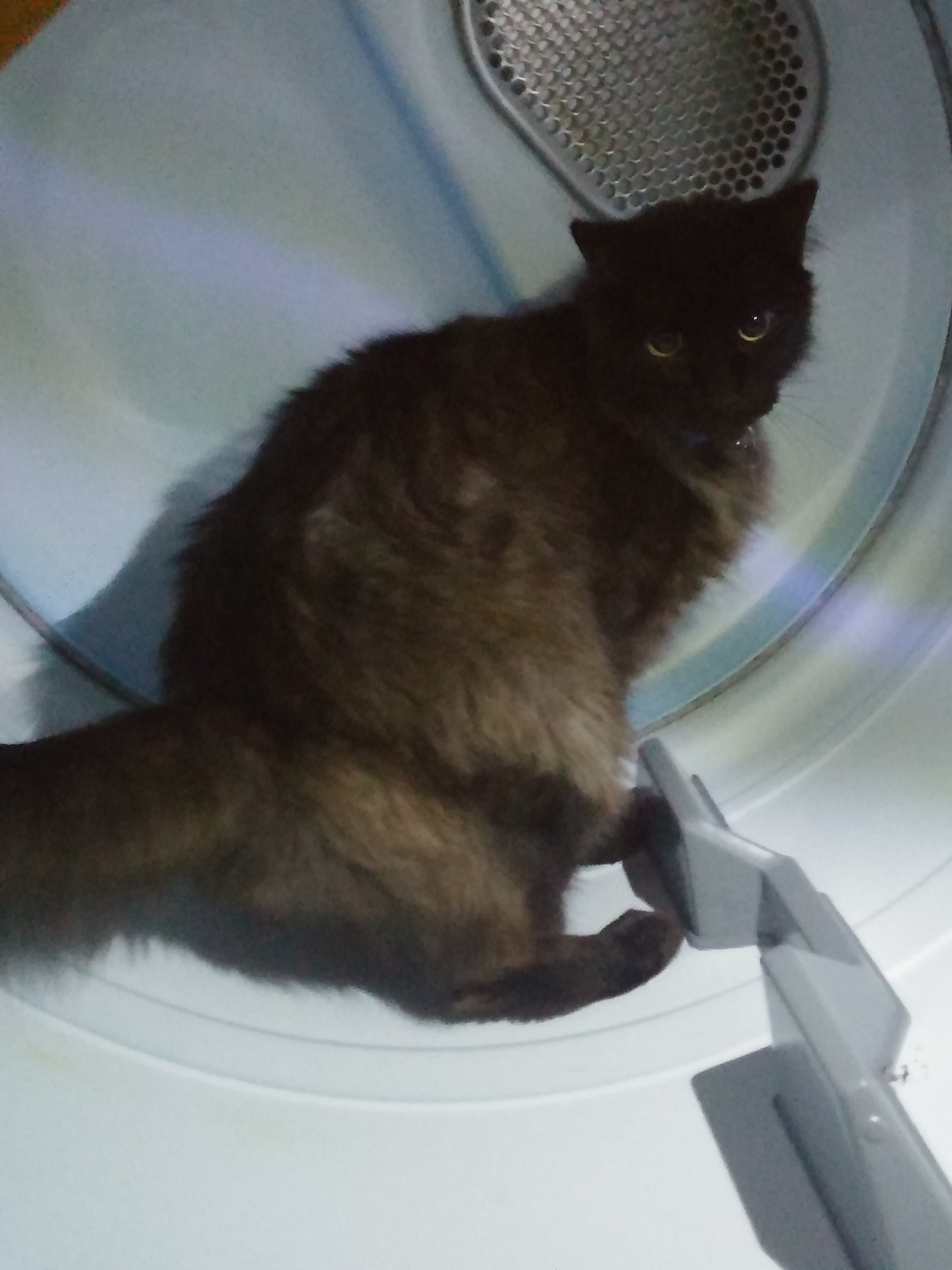 Hobo Joe in a dryer