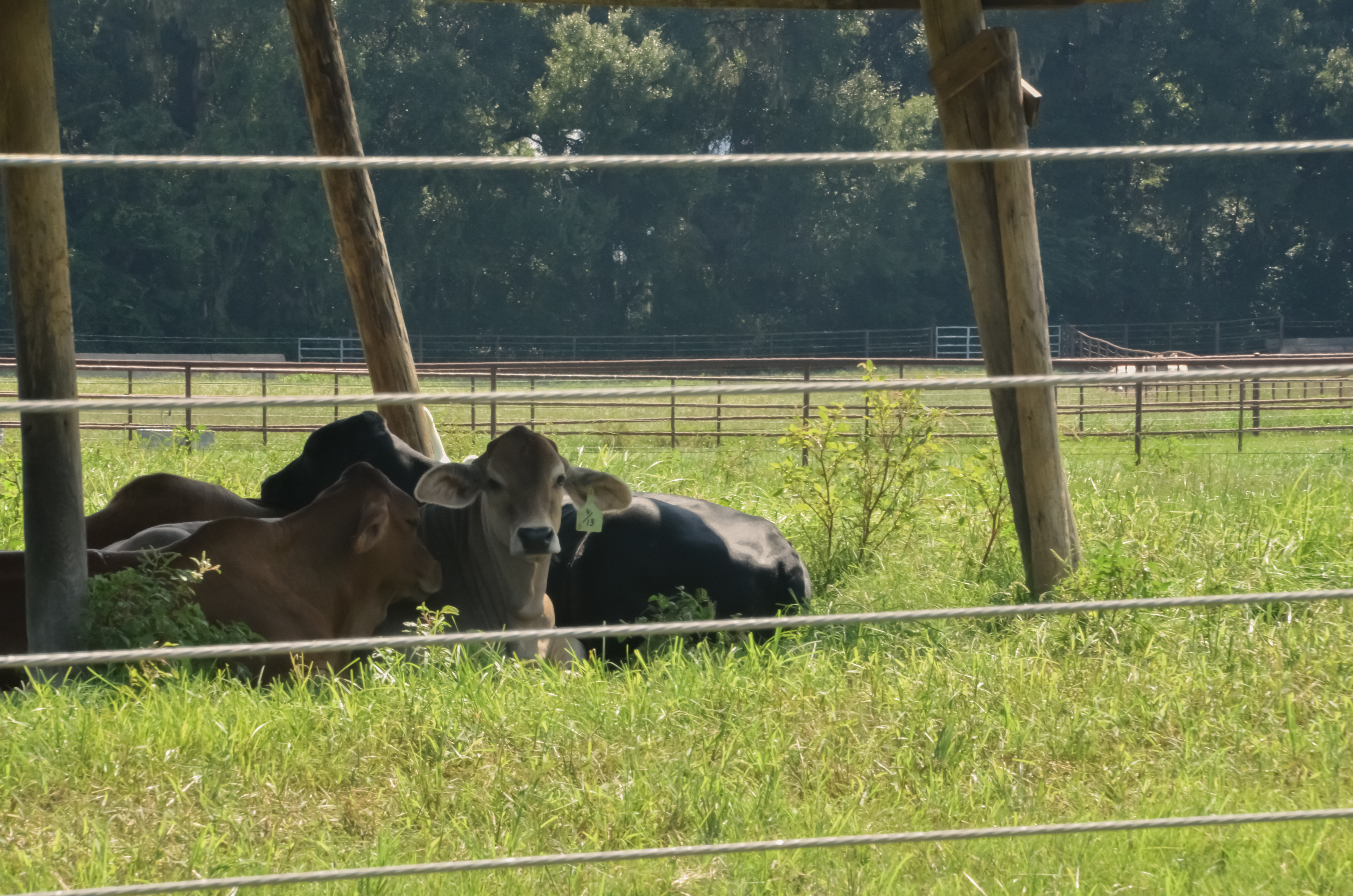 group of shaded-cows