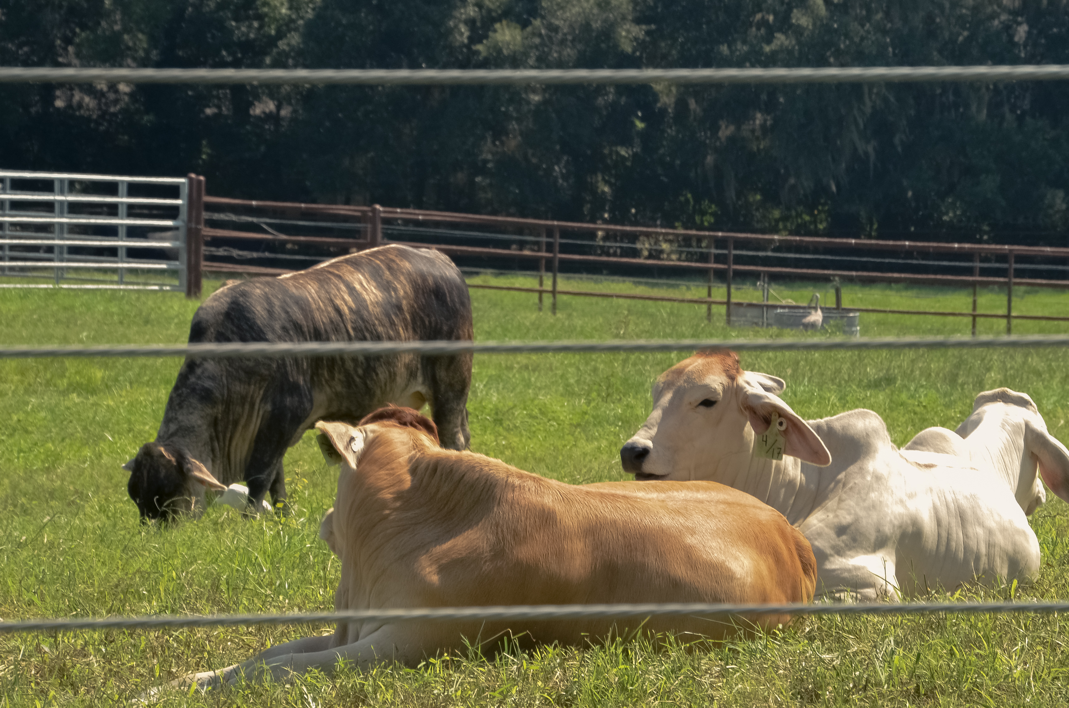 cows laying in the sun